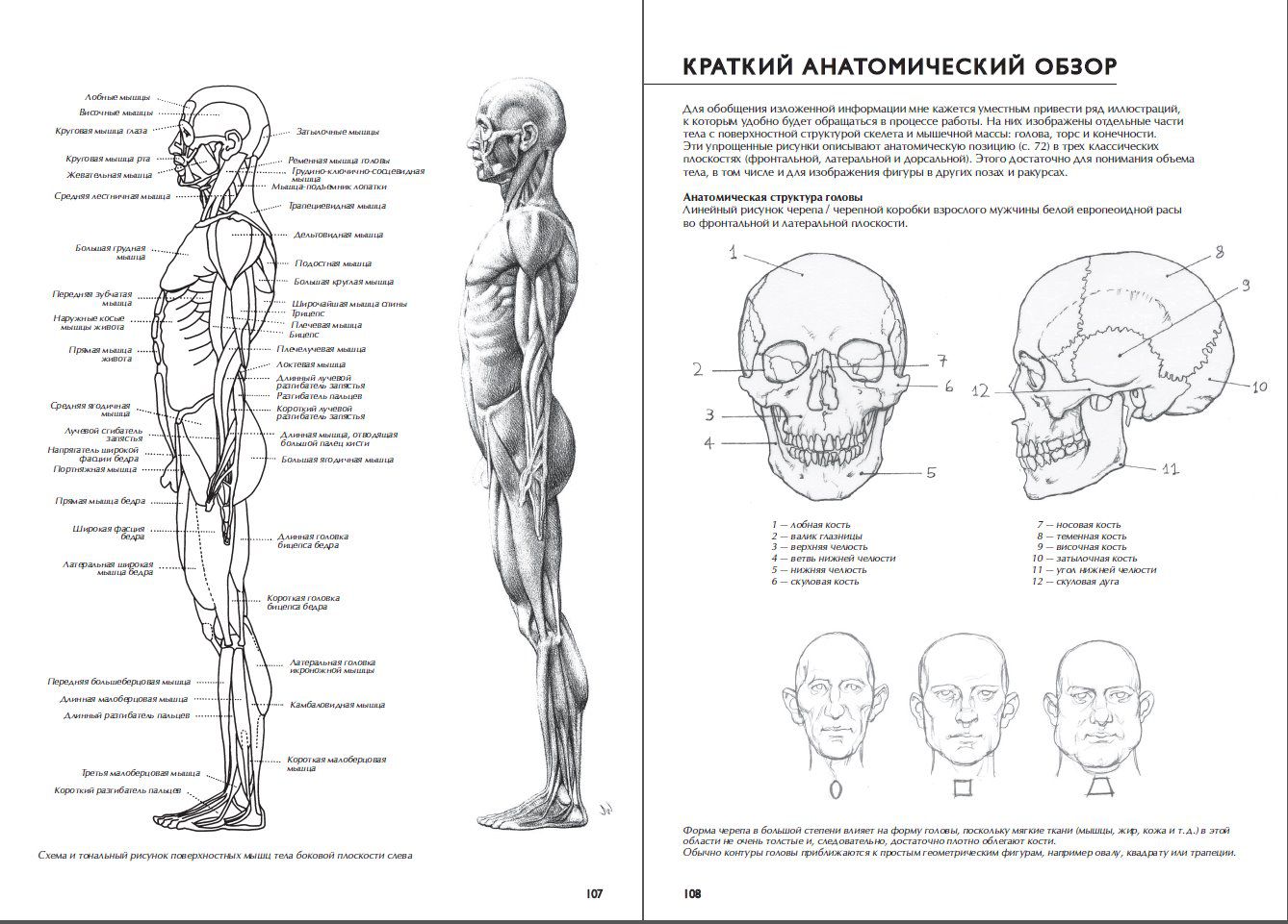 Рисунок человеческое тело анатомия морфология пластика джованни чиварди